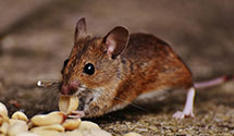 24 Hour & Emergency Exterminators in Farmville, NC